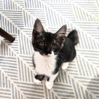 人馴れした仔猫