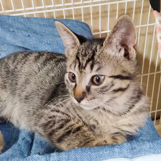 寄ってきてかまってアピール⭐️しょう