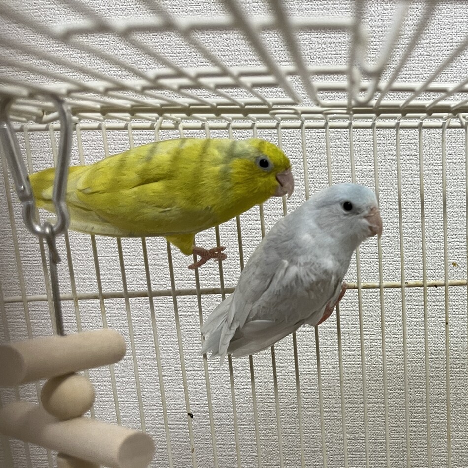 きい　しろのカバー写真