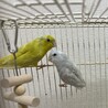 アメリカンホワイトとイエローのマメルリハの兄弟 サムネイル2