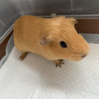 決まりました