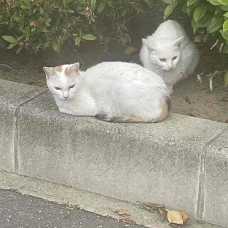 甘えん坊　しっぽだけキジ模様