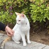 甘えん坊　しっぽだけ茶トラ模様 サムネイル3