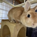 ネザー11ヶ月の男の子