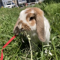 モカ