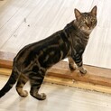 ベンガル✖︎メインクーン　男の子　