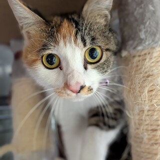 三毛猫ママ2歳」宮城県 - 猫の里親募集(543087) 1枚目の画像 :: ペット