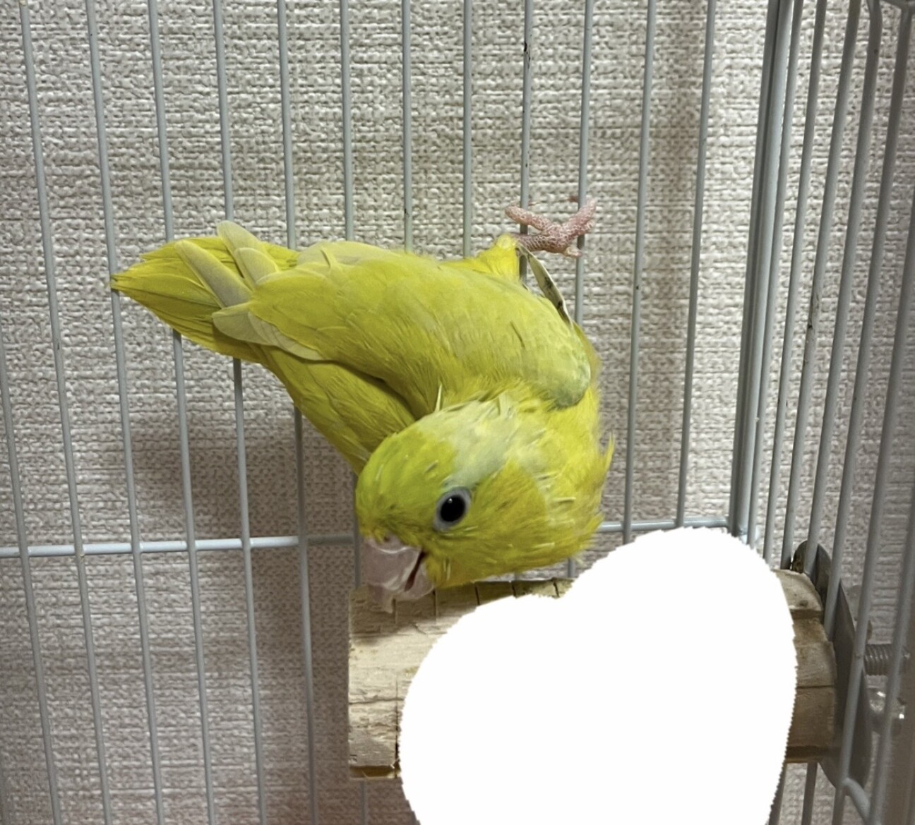 ※足に障がいあり　マメルリハイエロー サムネイル1
