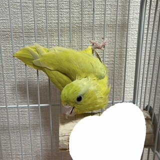 ※足に障がいあり　マメルリハイエロー