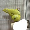 ※足に障がいあり　マメルリハイエロー サムネイル1