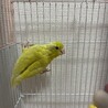 ※足に障がいあり　マメルリハイエロー サムネイル2