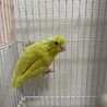 ※足に障がいあり　マメルリハイエロー サムネイル3
