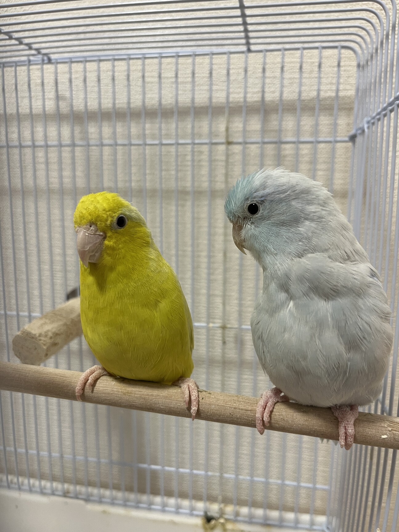 仲良しペア♡アメリカンホ」千葉県 - 鳥の里親募集(544504) 1枚目の