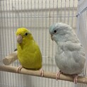 仲良しペア♡アメリカンホワイト×イエロー
