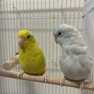 仲良しペア♡アメリカンホ」千葉県 - 鳥の里親募集(544504) 3枚目の