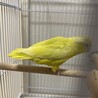 仲良しペア♡アメリカンホワイト×イエロー サムネイル2