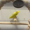 仲良しペア♡アメリカンホワイト×イエロー サムネイル3