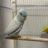仲良しペア♡アメリカンホワイト×イエロー サムネイル4