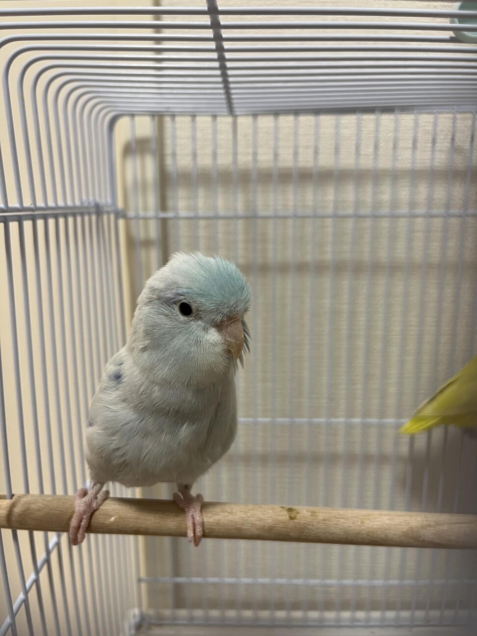 仲良しペア♡アメリカンホ」千葉県 - 鳥の里親募集(544504) 5枚目の