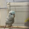 仲良しペア♡アメリカンホワイト×イエロー サムネイル5