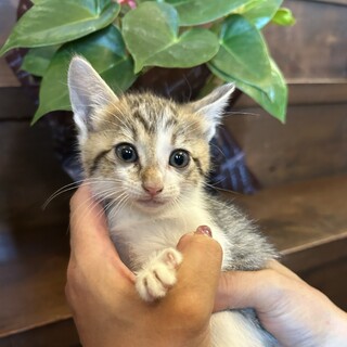 少し恥ずかしがりやだけど元気いっぱいな【れてあ】♀