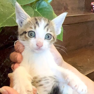 歩く後ろをついて回る甘えん坊の【りが】君