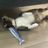 【里親募集】アメリカンカール♂5歳 サムネイル2