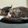 【里親募集】アメリカンカール♂5歳 サムネイル3