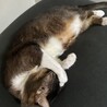 【里親募集】アメリカンカール♂5歳 サムネイル4