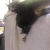 【里親募集】アメリカンカール♂5歳 サムネイル5
