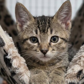 5月生まれ♡アビシニアン柄風の子ねこさん♂