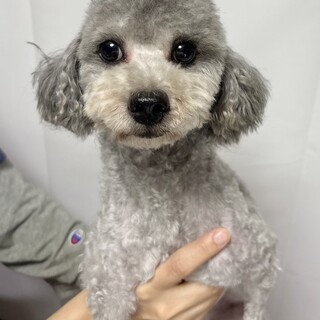 3歳 シルバーのトイプードル男の子‎‎