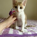 とにかく甘えん坊の耳丸くん♂