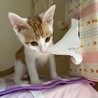 とにかく甘えん坊の耳丸くん♂