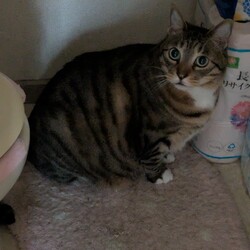 抱っこはイヤにゃ！