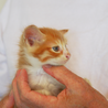 小柄だけど元気トラ柄・子猫！ サムネイル2