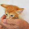 小柄だけど元気トラ柄・子猫！ サムネイル3