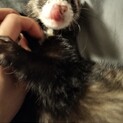 元気いっぱい！マーシャルフェレットの里親募集