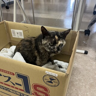 サビ猫を保護しました。