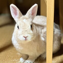 リンクちゃん  メス5歳  避妊済