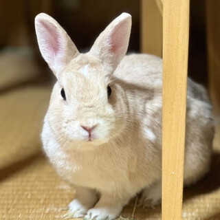 リンクちゃん  メス5歳  避妊済