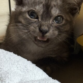 可愛い綺麗な柄の子猫ちゃん