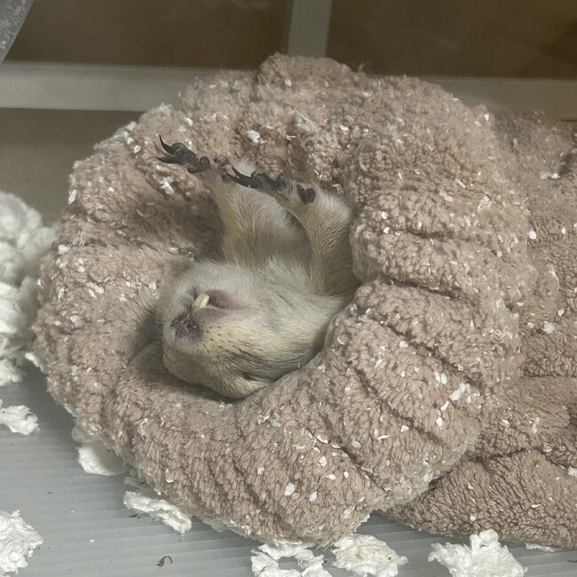さくとぼたんのカバー写真