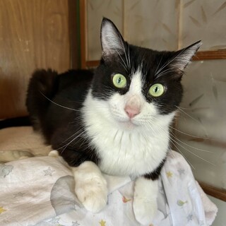 人も猫も大好きな美猫　あっこちゃん