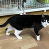 人も猫も大好きな美猫　あっこちゃん サムネイル2