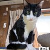 人も猫も大好きな美猫　あっこちゃん サムネイル3