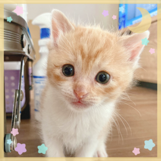子猫の保護猫里親募集情報 :: ペットのおうち【里親決定30万頭！】