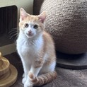 【急募】茶トラ白ちゃん