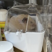ぶりちゃん