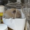 ぶりちゃん